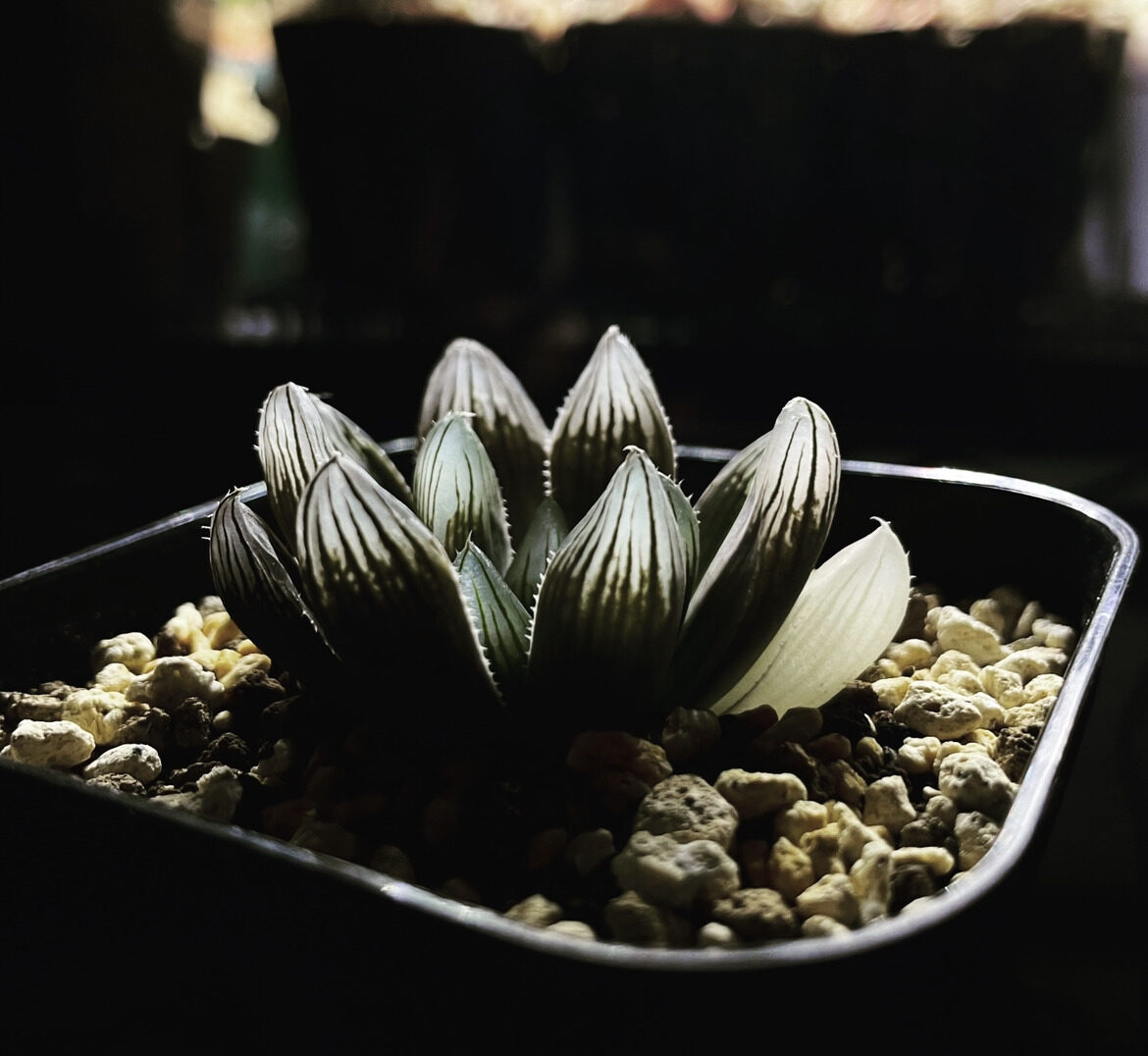 ハオルチア ブラックオブツーサ錦 赤斑(ハオルシア多肉植物) - 植物 
